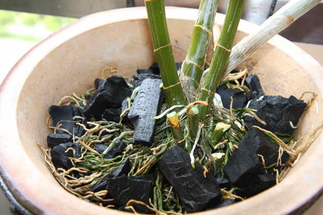 trồng lan bằng than củi - kythuatcanhtac.com
