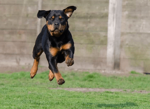Chó Rottweiler - Hướng dẫn mua và cách nuôi Chó Rottweiler A-Z 22 - kythuatcanhtac.com