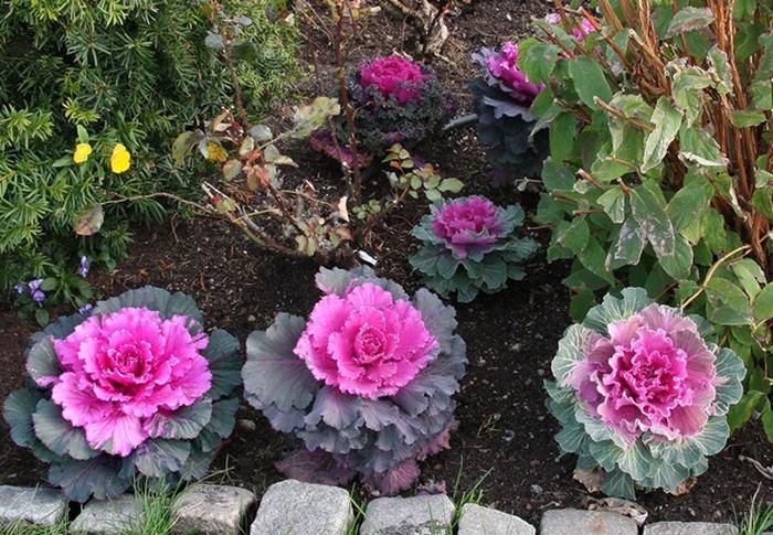 Học cách trồng bắp cải hoa hồng đẹp mê ly trang trí vườn nhà - kythuatcanhtac.com