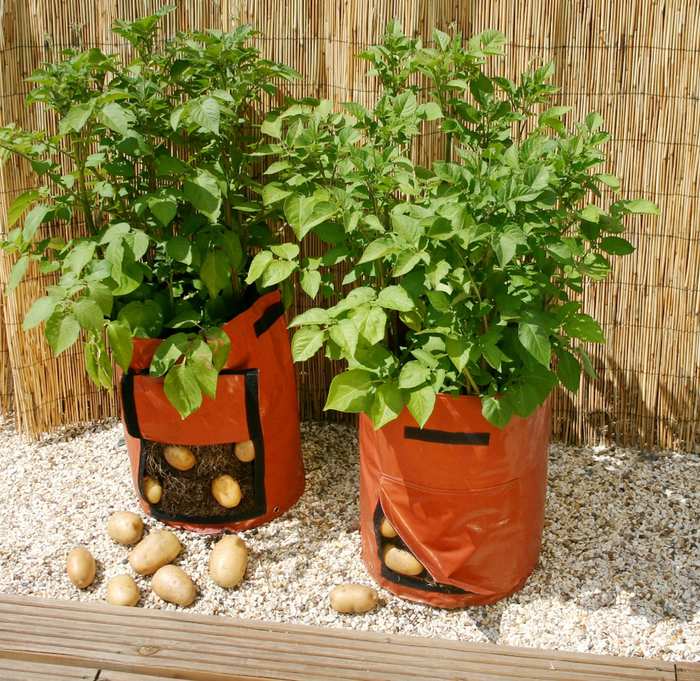 Tuyệt chiêu trồng khoai tây bội thu cho nhà phố - kythuatcanhtac.com