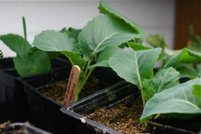 Tuyệt chiêu tự trồng bắp cải trong thùng xốp ngay tại nhà - kythuatcanhtac.com