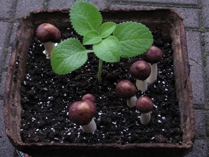 Cách trồng húng chanh chữa ho cho bé - kythuatcanhtac.com