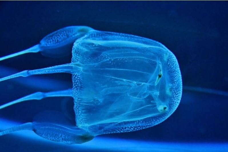 Những thông tin cơ bản liên quan đến loài sứa 16 - kythuatcanhtac.com