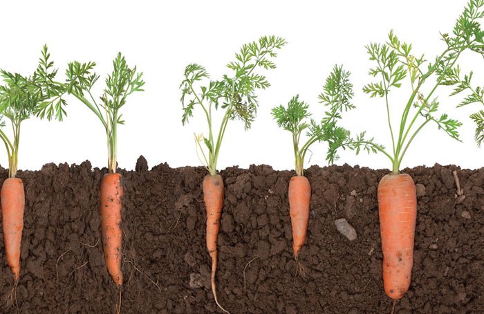Ngăn chăn bằng cách Xử lý cho đến khi đất tốt và thêm nhiều phân ủ trước khi trồng để thúc đẩy tăng trưởng mạnh mẽ và rau thẳng - kythuatcanhtac.com