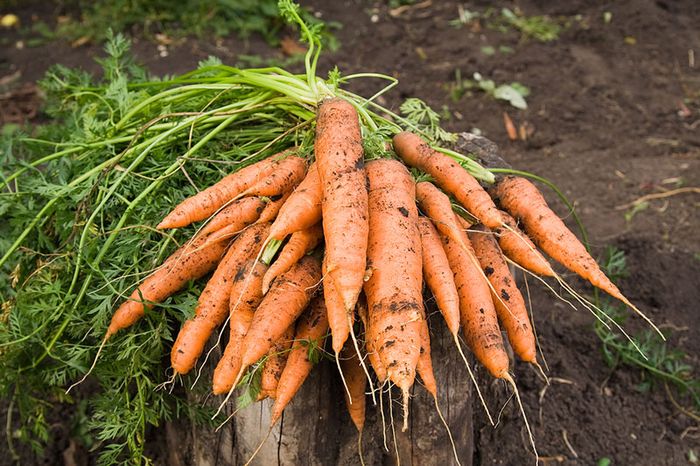 Cà rốt là rau củ bổ dưỡng tốt cho sức khỏe lại có thể chế biến nhiều món ăn ngon - kythuatcanhtac.com