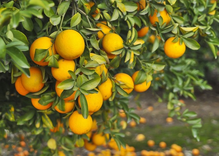 Hướng dẫn cách gieo hạt trồng cây cam mọng nước trong chậu - kythuatcanhtac.com