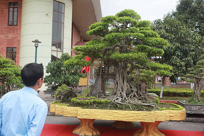 Mãn nhãn cây sanh “hồn quê đất Việt”, khách trả 6 tỷ chủ nhân chưa bán - 1 - kythuatcanhtac.com