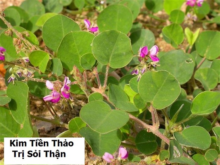 Kỹ thuật trồng cây Kim tiền thảo - kythuatcanhtac.com