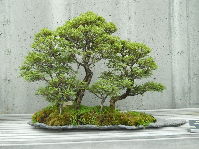 Bí kíp đảo cành lấy chi bonsai nghệ thuật - kythuatcanhtac.com