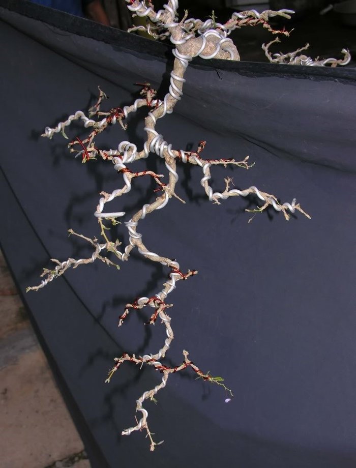 Bí kíp đảo cành lấy chi bonsai nghệ thuật - kythuatcanhtac.com