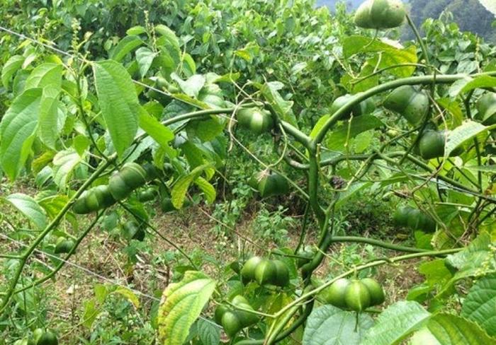Cách trồng cây sachi - kythuatcanhtac.com
