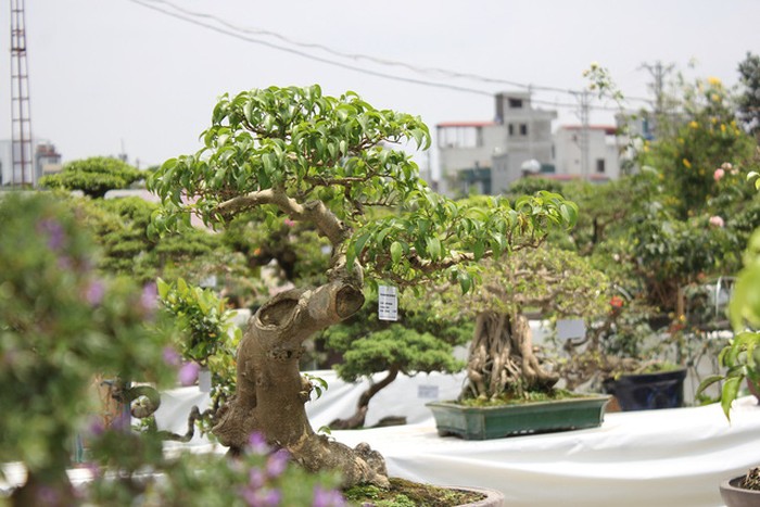 Tạo hình cây cảnh bonsai - kythuatcanhtac.com
