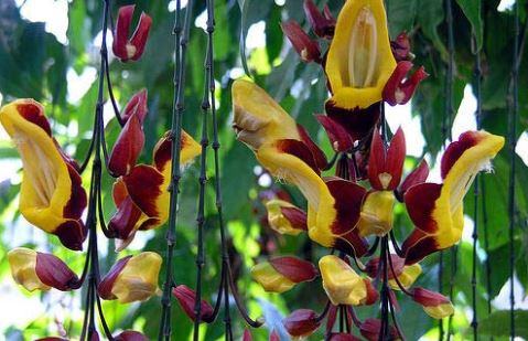 Cây hoa móng cọp - Loại cây độc đáo dễ trồng 2 - kythuatcanhtac.com