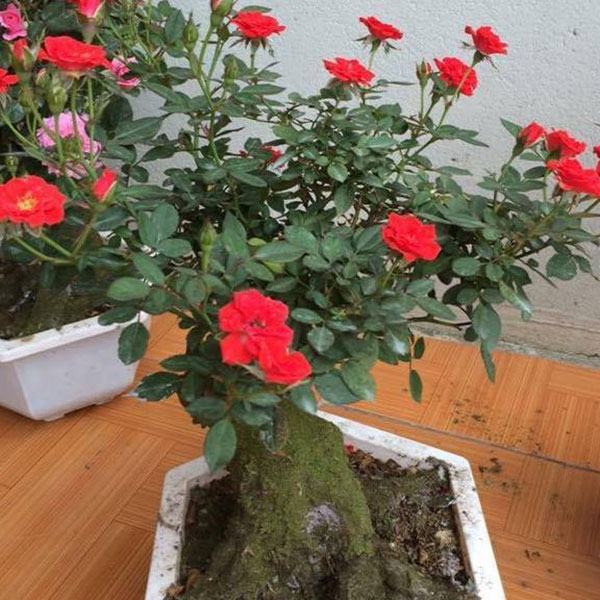 Hoa hồng bonsai – Hoa hồng thế nghệ thuật dành cho người yêu hoa 7 - kythuatcanhtac.com