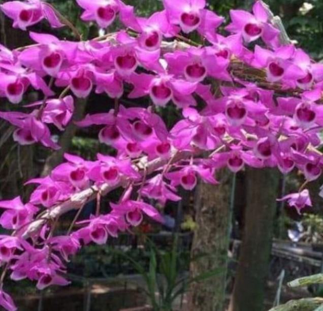 Hoa lan trầm - Những loại hoa lan trầm phổ biến nhất hiện nay 31 - kythuatcanhtac.com