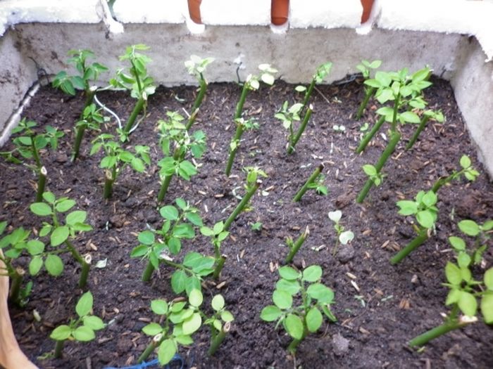 Cách trồng cây rau ngót trong thùng xốp tại nhà - kythuatcanhtac.com