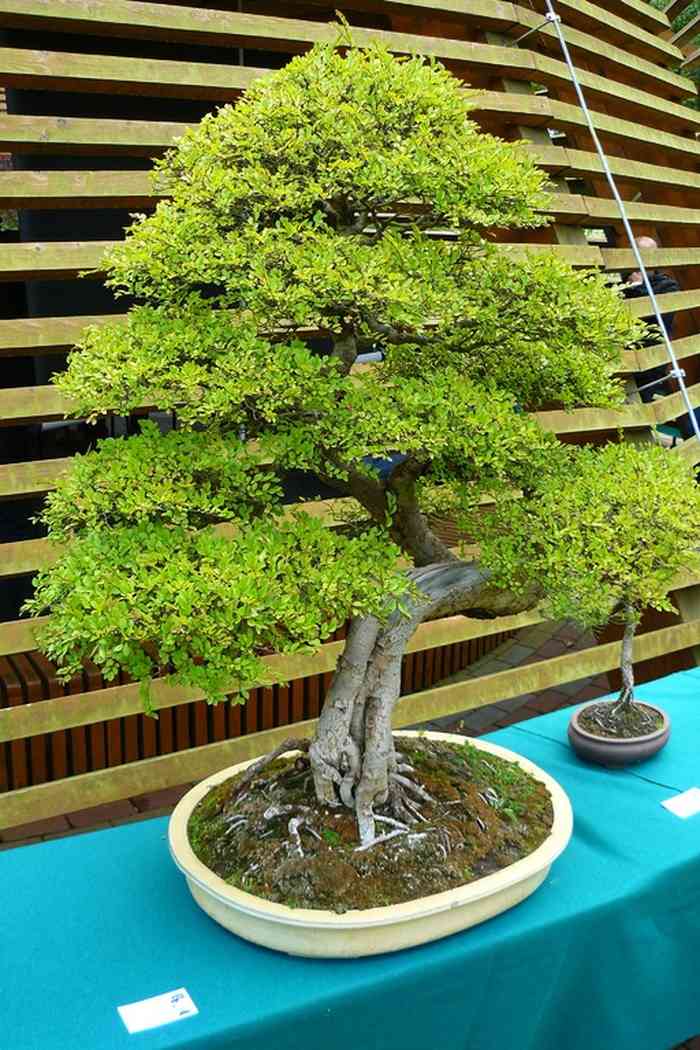Khám phá bố cục chậu bonsai đẹp tỷ lệ đủ tiêu chuẩn - kythuatcanhtac.com