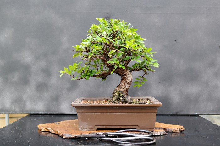 Khám phá bố cục chậu bonsai đẹp tỷ lệ đủ tiêu chuẩn - kythuatcanhtac.com