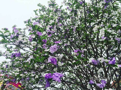 Choáng váng cây hoa nhài Nhật amp;#34;khủngamp;#34; hoa biến đổi màu sắc - 2 - kythuatcanhtac.com