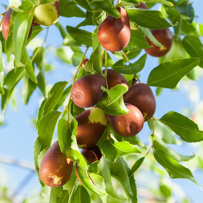 Kỹ thuật trồng cây con táo tàu cho quả ngon ngọt - kythuatcanhtac.com