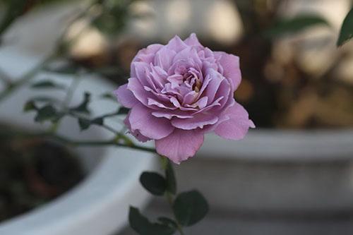 Cách chăm sóc cây hoa hồng tím quý hiếm, không phải chuyên gia vẫn cho hoa đẹp mĩ mãn - 4 - kythuatcanhtac.com