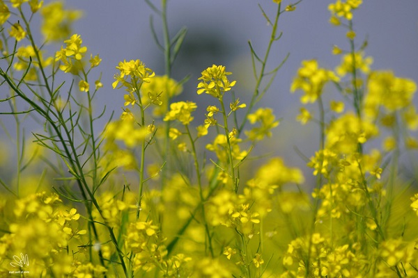 Ý nghĩa hoa Cải Vàng và cách trồng ra hoa đẹp - 1 - kythuatcanhtac.com