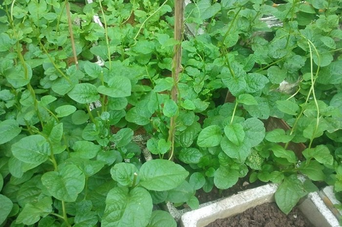 Cách trồng rau mồng tơi trong thùng xốp tại nhà - kythuatcanhtac.com
