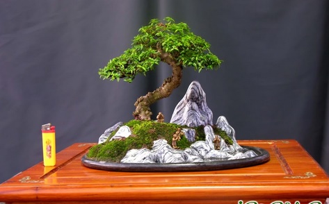 Cách thu nhỏ cây cảnh bonsai - kythuatcanhtac.com