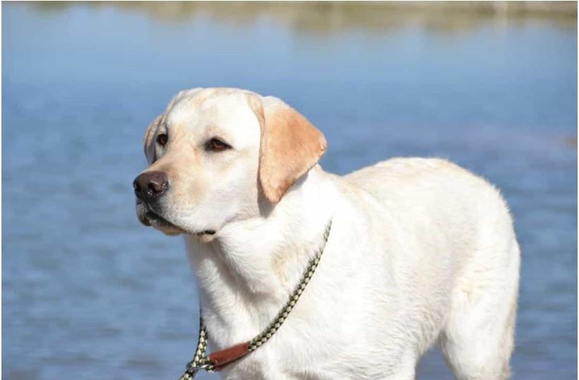 Chó labrador - Chú chó thông minh và kiên cường trước khó khăn 19 - kythuatcanhtac.com
