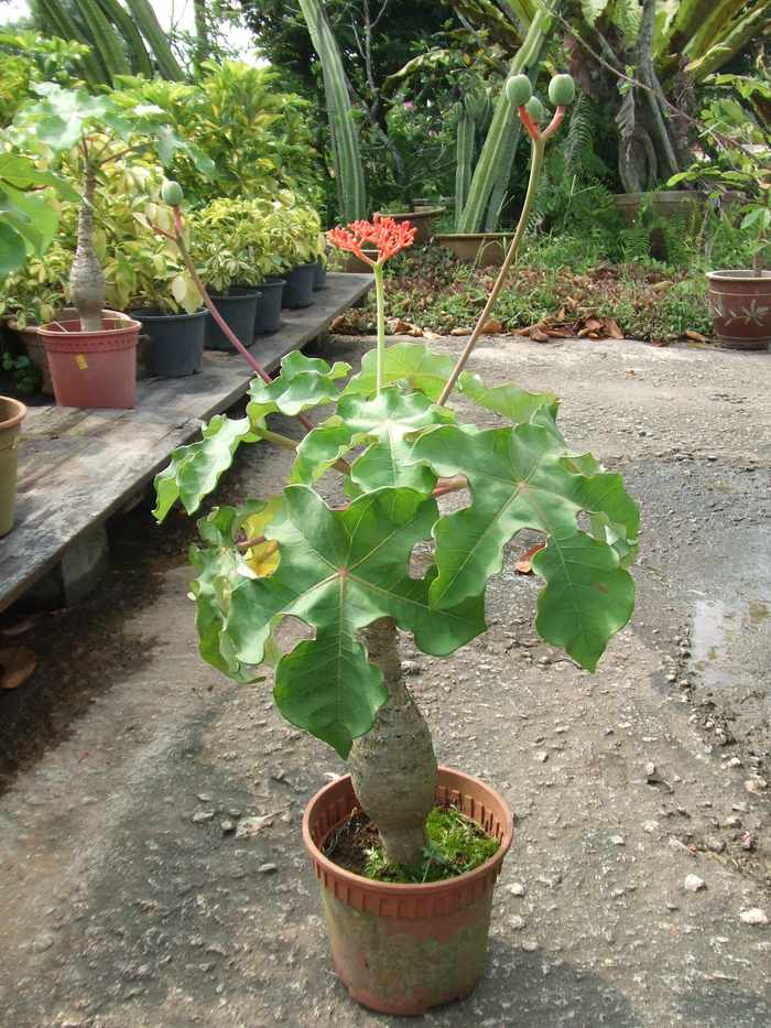 Cách trồng cây ngô đồng cảnh ngày tết - kythuatcanhtac.com