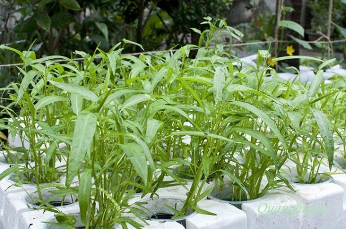 Cách trồng rau muống tại nhà - kythuatcanhtac.com