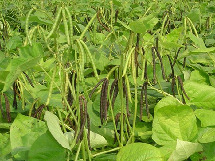 Hướng dẫn cách trồng cây đậu đen - kythuatcanhtac.com