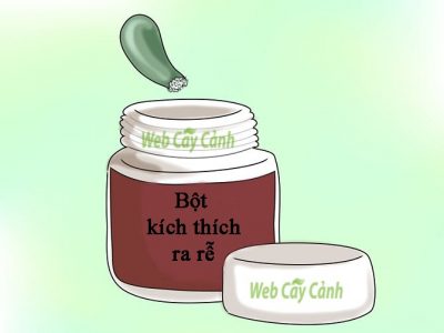 cach-nhan-giong-sen-da-7 - kythuatcanhtac.com
