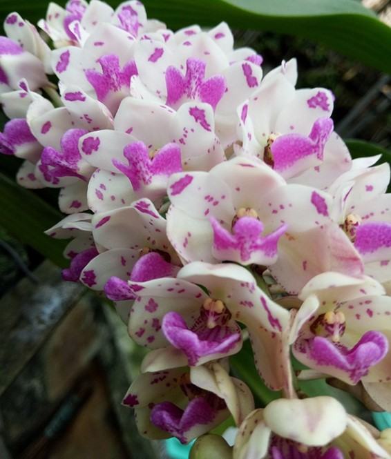Hoa lan đại châu - Nguồn gốc, đặc điểm, cách trồng và chăm sóc hoa lan đại châu 20 - kythuatcanhtac.com