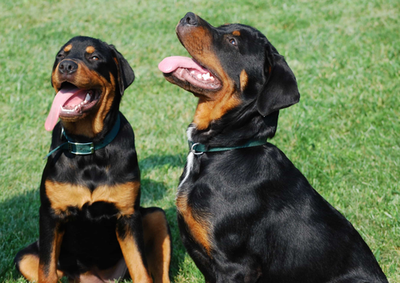 Chó Rottweiler - Hướng dẫn mua và cách nuôi Chó Rottweiler A-Z 18 - kythuatcanhtac.com