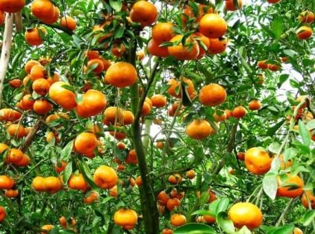 Cây cam – Cây ăn quả truyền thống của nước ta 12 - kythuatcanhtac.com