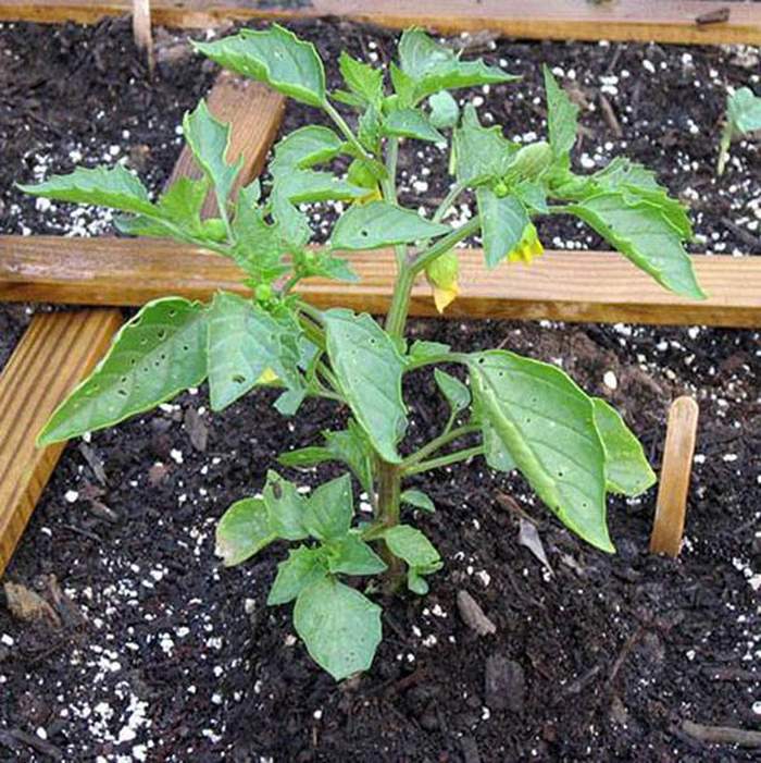 Cách trồng cây tầm bóp - kythuatcanhtac.com