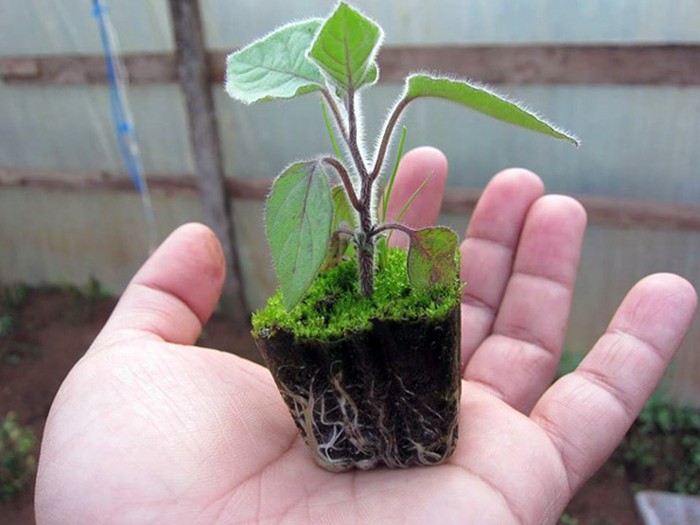 Cách trồng cây tầm bóp - kythuatcanhtac.com