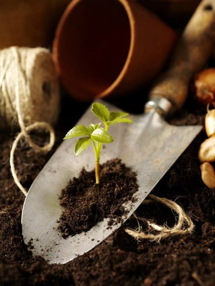 Xử lý đất trồng: Nếu trồng trong chậu ở nhà thì nên mua đất sạch là tốt nhất. Vì nó có dinh dưỡng hơn mua đất trộn sẵn và không có cỏ dại.  - kythuatcanhtac.com