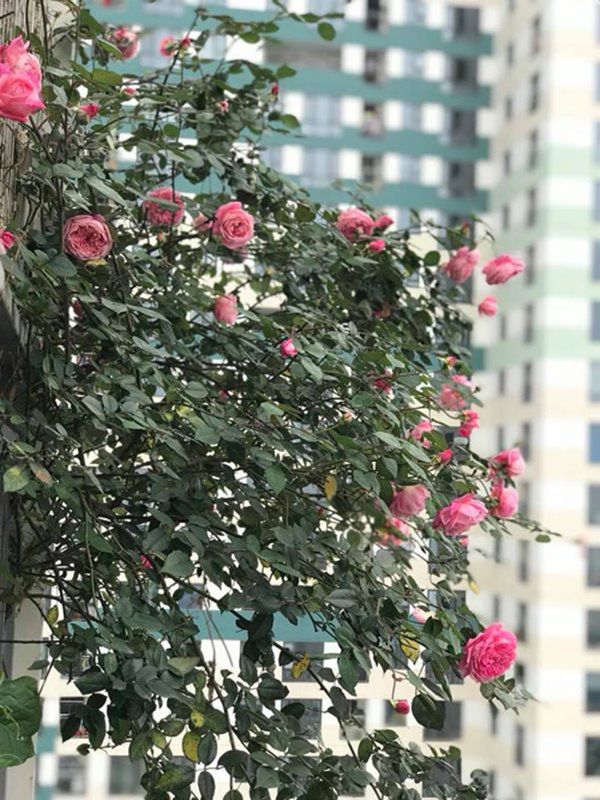 Cách trồng hoa hồng cổ Sapa cho hoa nở căng to như bát cơm, rực rỡ góc vườn - 3 - kythuatcanhtac.com