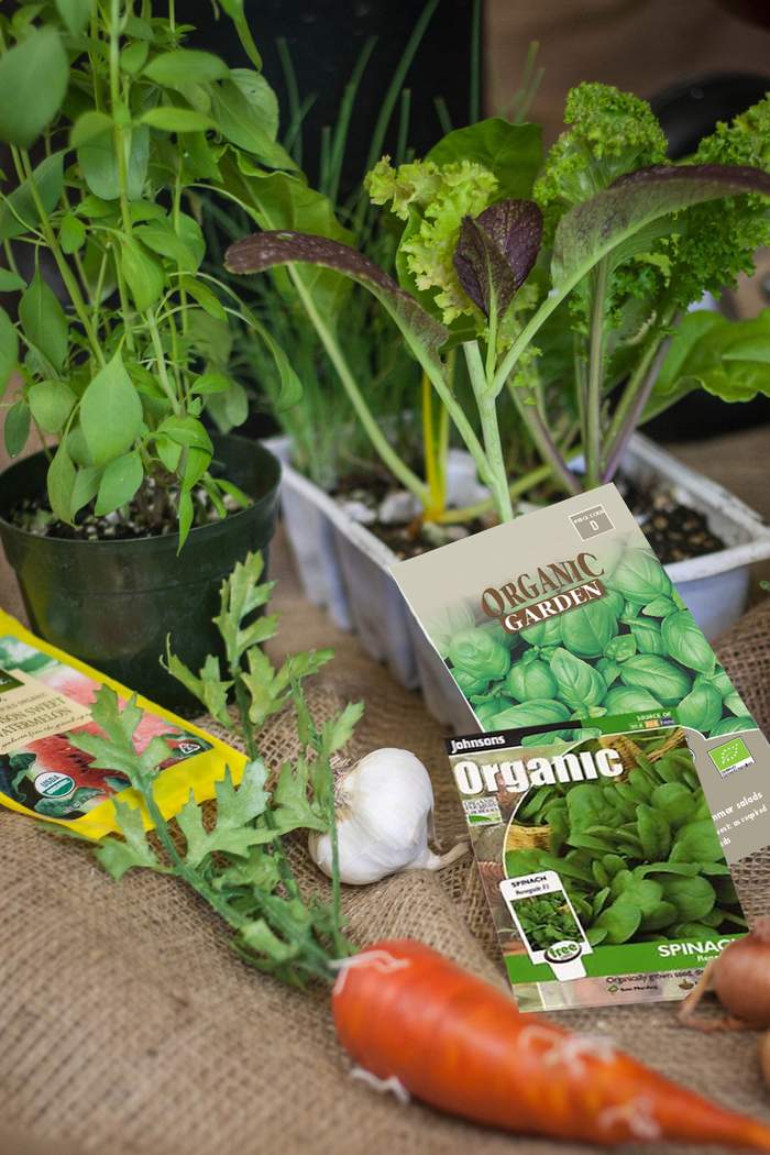 Học ngay các bước trồng rau hữu tại nhà đảm bảo an toàn - kythuatcanhtac.com