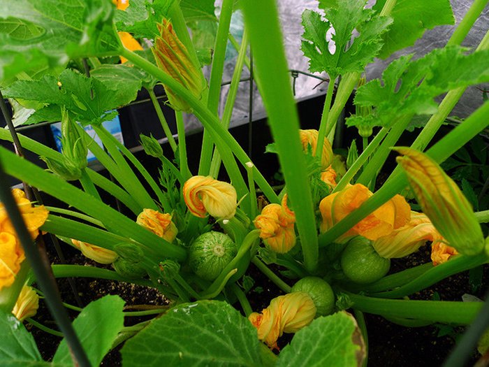 Học ngay các bước trồng rau hữu cơ tại nhà đảm bảo an toàn - kythuatcanhtac.com