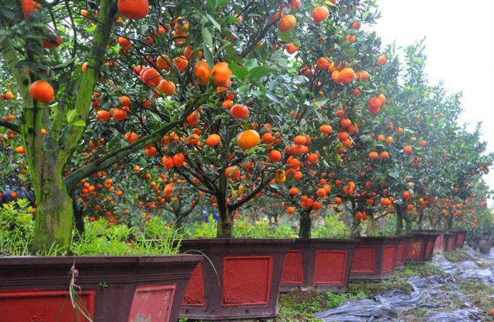 Hướng dẫn cách trồng cam canh bonsai chơi Tết - kythuatcanhtac.com