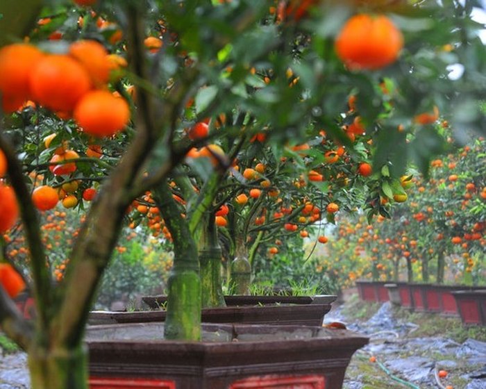 Hướng dẫn cách trồng cam canh bonsai chơi Tết - kythuatcanhtac.com