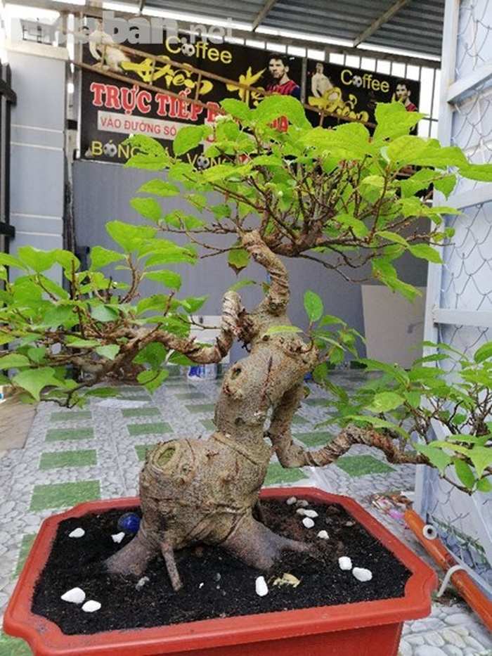Tự trồng cây sung cảnh ngày Tết - kythuatcanhtac.com