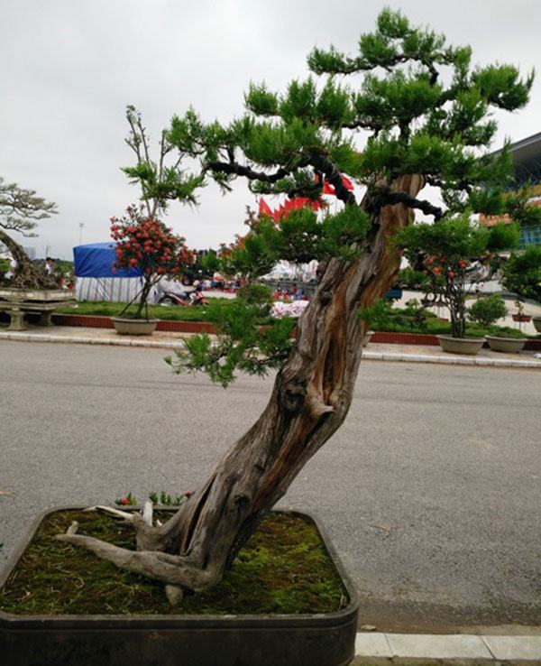 cay-bonsai-dang-sieu-4a - kythuatcanhtac.com