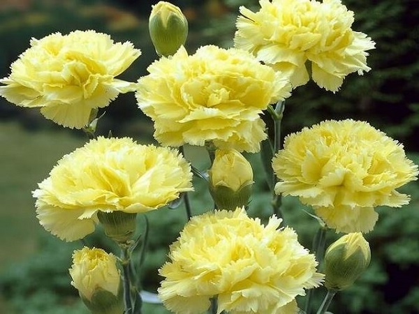 Hoa Cẩm Chướng: Đặc điểm, ý nghĩa và cách chăm sóc ra hoa đẹp - 6 - kythuatcanhtac.com