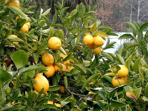 Cây chanh - Đặc điểm, phân loại, cách trồng và chăm sóc ra quả nhiều - 4 - kythuatcanhtac.com