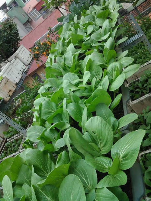 Kỹ thuật trồng cây rau trên sân thượng - kythuatcanhtac.com