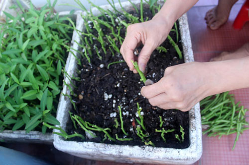 Học ngay cách trồng rau muống bàng cành tiết kiệm chi phí - kythuatcanhtac.com